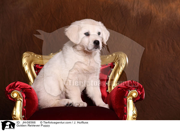 Golden Retriever Welpe / Golden Retriever Puppy / JH-08566