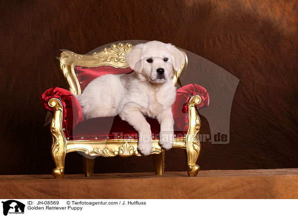 Golden Retriever Welpe / Golden Retriever Puppy / JH-08569