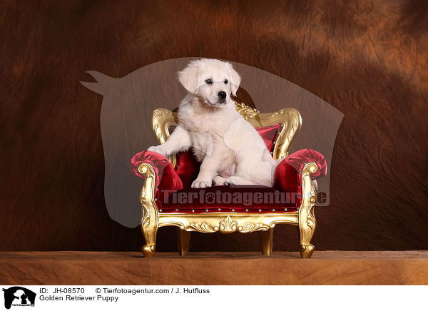 Golden Retriever Welpe / Golden Retriever Puppy / JH-08570