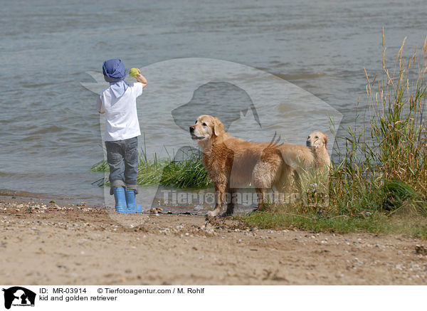 kid and golden retriever / MR-03914