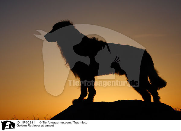 Golden Retriever im Sonnenuntergang / Golden Retriever at sunset / IF-05281