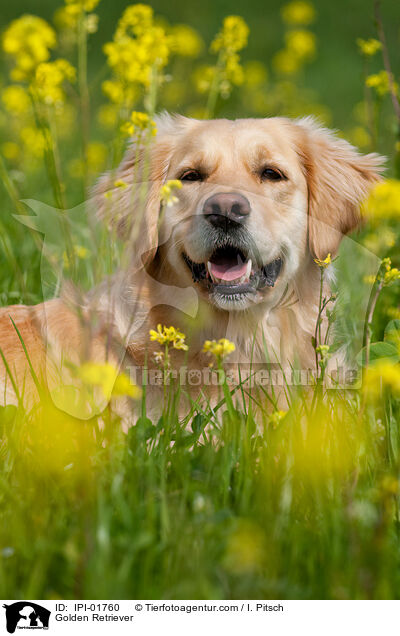 Golden Retriever / Golden Retriever / IPI-01760