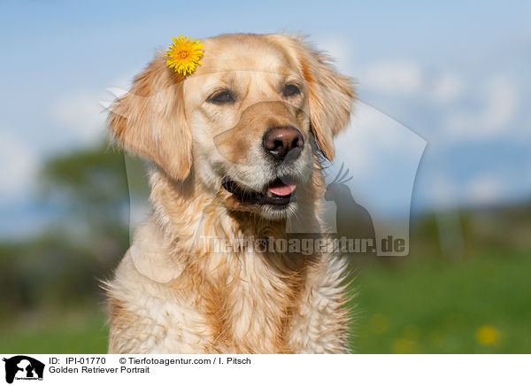 Golden Retriever Portrait / IPI-01770
