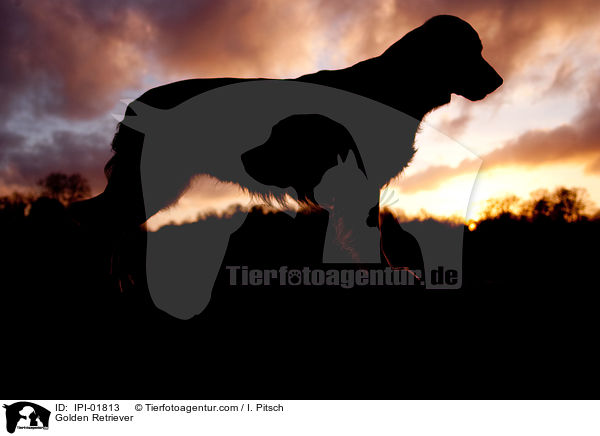 Golden Retriever / Golden Retriever / IPI-01813