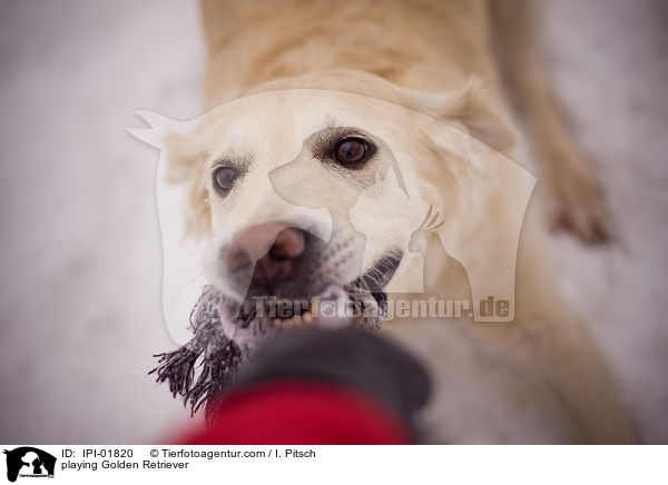 spielender Golden Retriever / playing Golden Retriever / IPI-01820