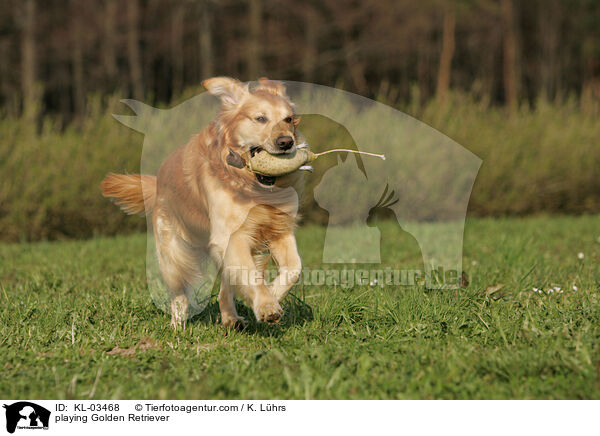 playing Golden Retriever / KL-03468