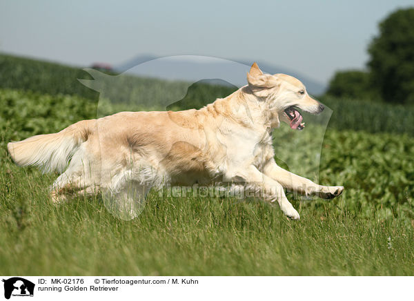 running Golden Retriever / MK-02176