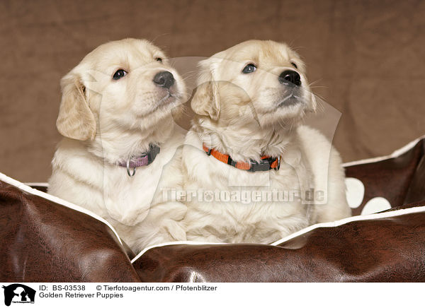 Golden Retriever Welpen / Golden Retriever Puppies / BS-03538