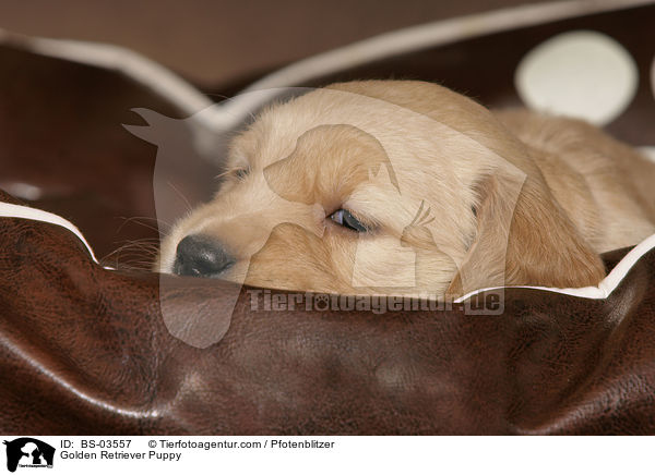 Golden Retriever Welpe / Golden Retriever Puppy / BS-03557