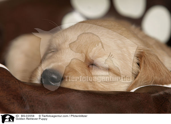 Golden Retriever Welpe / Golden Retriever Puppy / BS-03558
