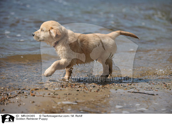 Golden Retriever Puppy / MR-04365