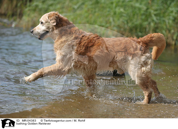 bathing Golden Retriever / MR-04383