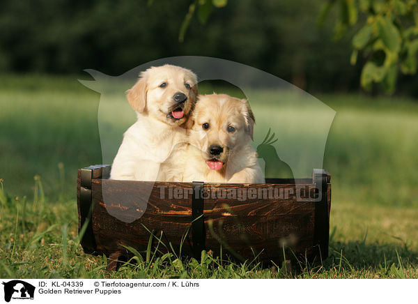 Golden Retriever Puppies / KL-04339