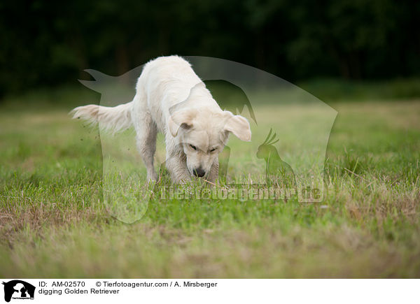 buddelnder Golden Retriever / digging Golden Retriever / AM-02570