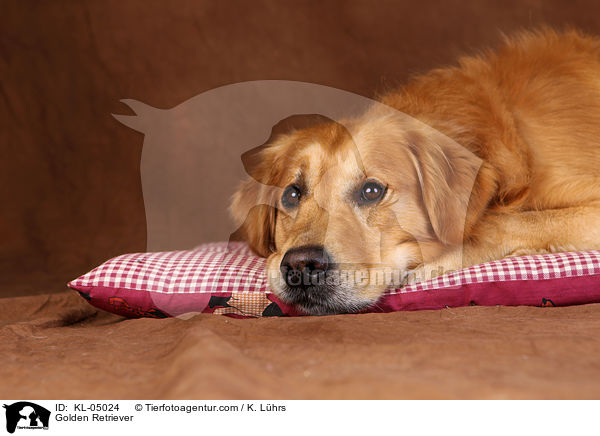 Golden Retriever / Golden Retriever / KL-05024