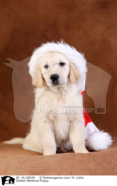 Golden Retriever Welpe / Golden Retriever Puppy / KL-05035