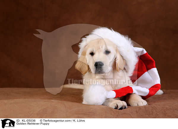 Golden Retriever Welpe / Golden Retriever Puppy / KL-05036