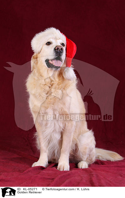 Golden Retriever / KL-05271