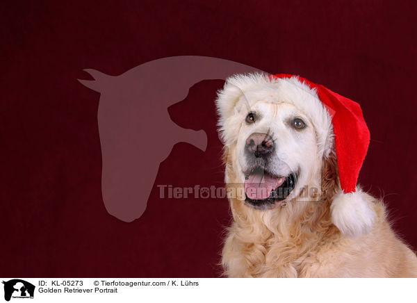 Golden Retriever Portrait / KL-05273