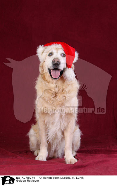 Golden Retriever / KL-05274