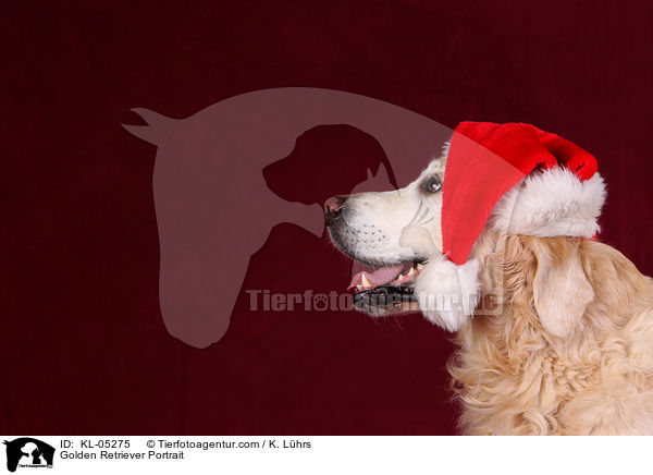 Golden Retriever Portrait / KL-05275