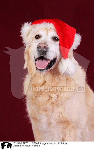 Golden Retriever Portrait / KL-05276