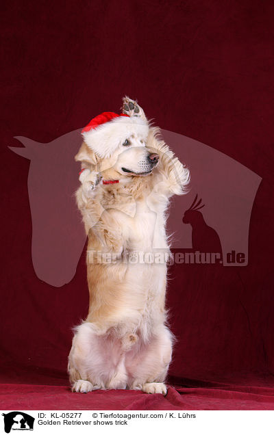 Golden Retriever shows trick / KL-05277