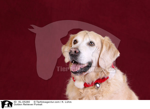 Golden Retriever Portrait / KL-05280
