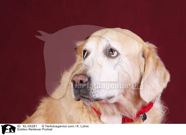 Golden Retriever Portrait / KL-05281