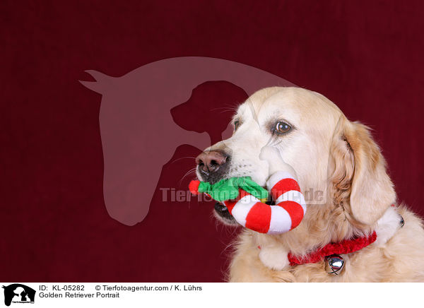 Golden Retriever Portrait / KL-05282