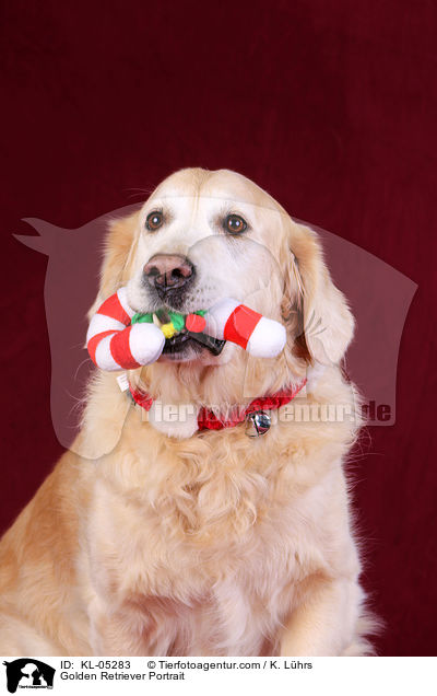 Golden Retriever Portrait / Golden Retriever Portrait / KL-05283