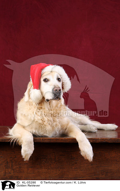 Golden Retriever / Golden Retriever / KL-05286