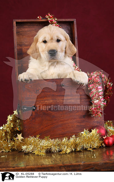 Golden Retriever Puppy / KL-05288