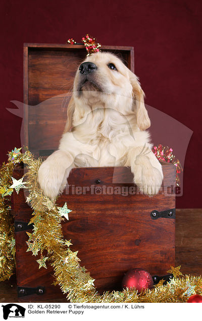 Golden Retriever Puppy / KL-05290