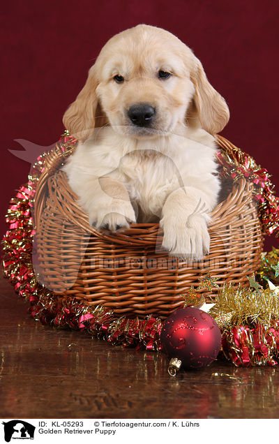 Golden Retriever Welpe / Golden Retriever Puppy / KL-05293