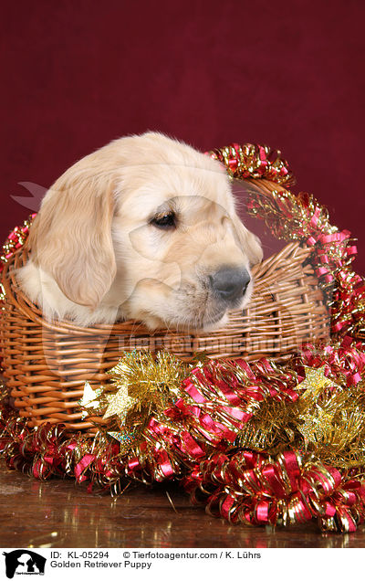 Golden Retriever Welpe / Golden Retriever Puppy / KL-05294
