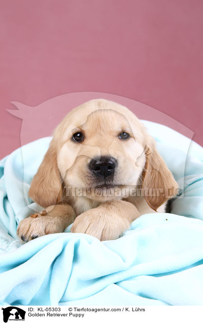 Golden Retriever Welpe / Golden Retriever Puppy / KL-05303