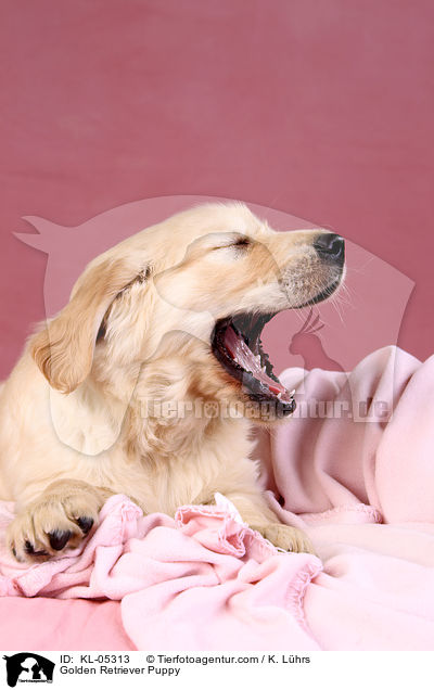 Golden Retriever Welpe / Golden Retriever Puppy / KL-05313