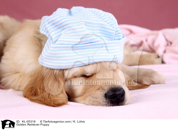 Golden Retriever Puppy / KL-05318