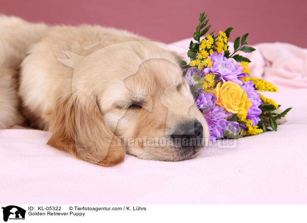 Golden Retriever Welpe / Golden Retriever Puppy / KL-05322