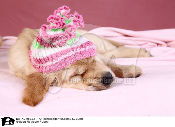 Golden Retriever Puppy / KL-05323