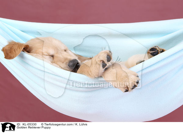 Golden Retriever Welpe / Golden Retriever Puppy / KL-05330