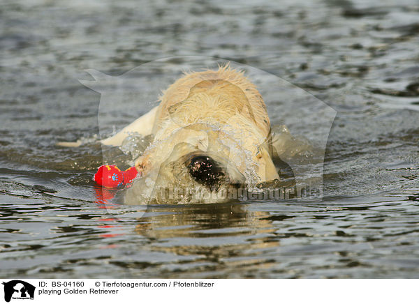 spielender Golden Retriever / playing Golden Retriever / BS-04160