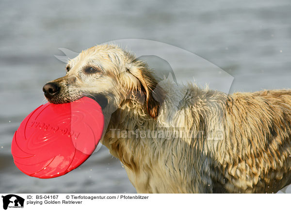 playing Golden Retriever / BS-04167