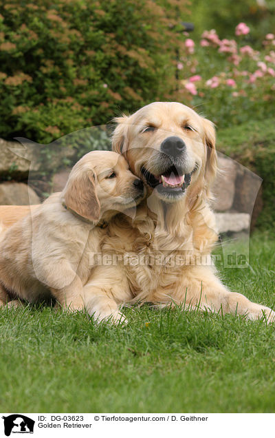 Golden Retriever / Golden Retriever / DG-03623