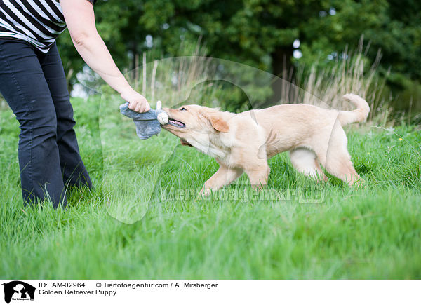 Golden Retriever Welpe / Golden Retriever Puppy / AM-02964