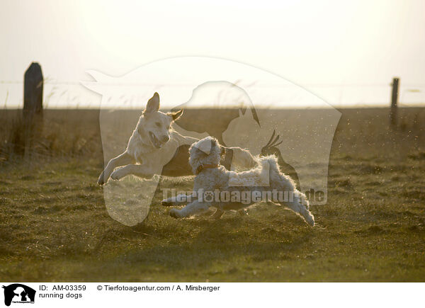 running dogs / AM-03359