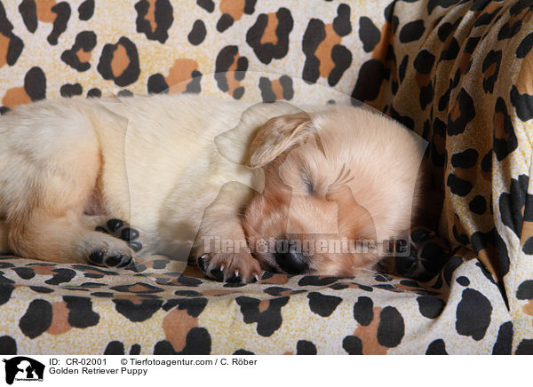 Golden Retriever Welpe / Golden Retriever Puppy / CR-02001