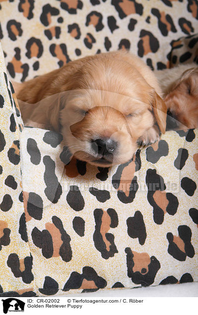 Golden Retriever Welpe / Golden Retriever Puppy / CR-02002