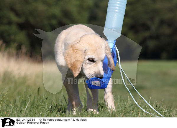 Golden Retriever Welpe / Golden Retriever Puppy / JH-12635